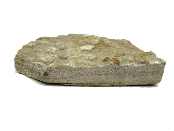 Ukraine PrecambrianNemiana simplex Jellyfish 24b | Fossils for Sale Genuine Precambrian Age Nemiana simplex Jellyfish Fossil for Sale from Ukraine #24b