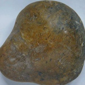 Dinosaur Gastrolith or Gizzard Stone For Sale from Utah #18 - 2.53" long