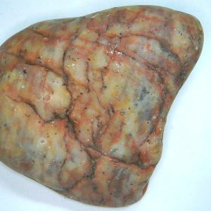 Dinosaur Gastrolith or Gizzard Stone For Sale from Utah #52 - 2.66" long