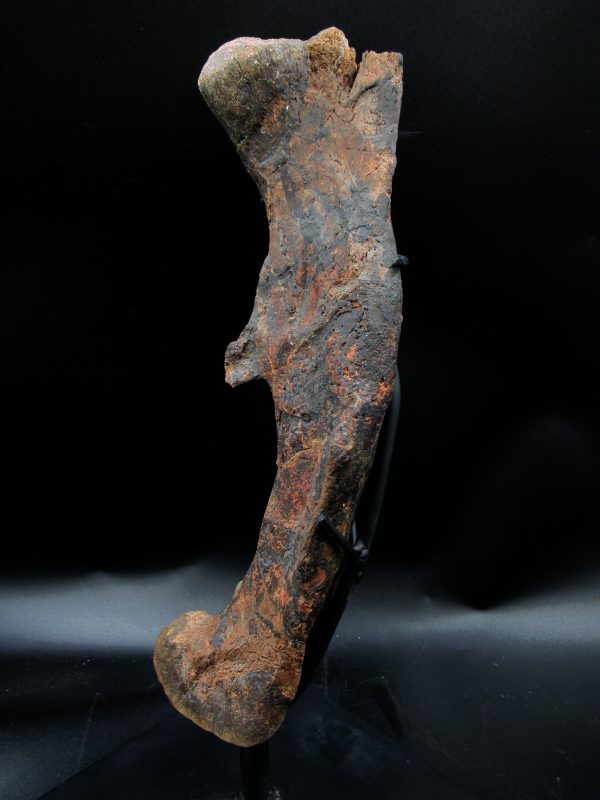 Wyoming Jurassic Age Dryosaurus Dinosaur Bone 10b | Fossils for Sale