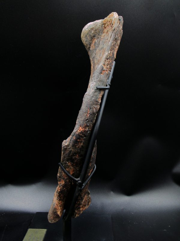 Wyoming Jurassic Age Dryosaurus Dinosaur Bone 10c | Fossils for Sale