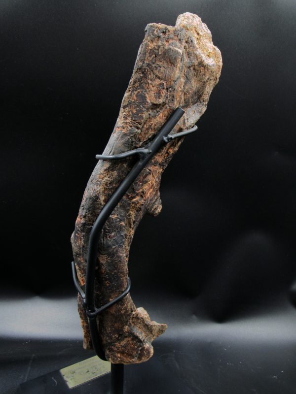 Wyoming Jurassic Age Dryosaurus Dinosaur Bone 10d | Fossils for Sale