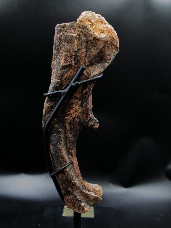 Wyoming Jurassic Age Dryosaurus Dinosaur Bone 10e | Fossils for Sale