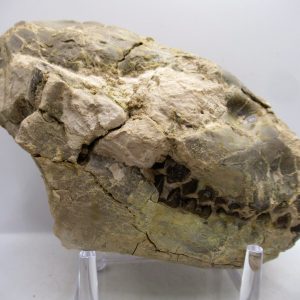Oreodont Skull Genuine Oligocene Wyoming Fossil for Sale #40