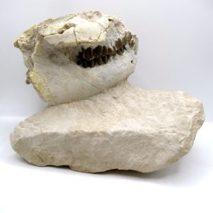 Oreodont Skull Genuine Oligocene Wyoming Fossil for Sale #42