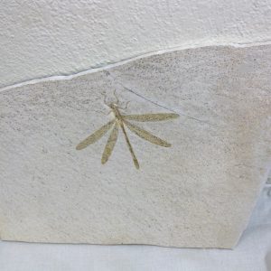 Jurassic Solnhofen Dragonfly Fossil for Sale from Germany #15