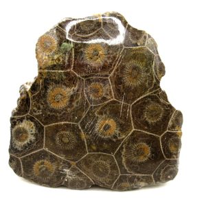 General Carboniferous Age Actinocyathus Rugose Fossils from Morocco for Sale #18