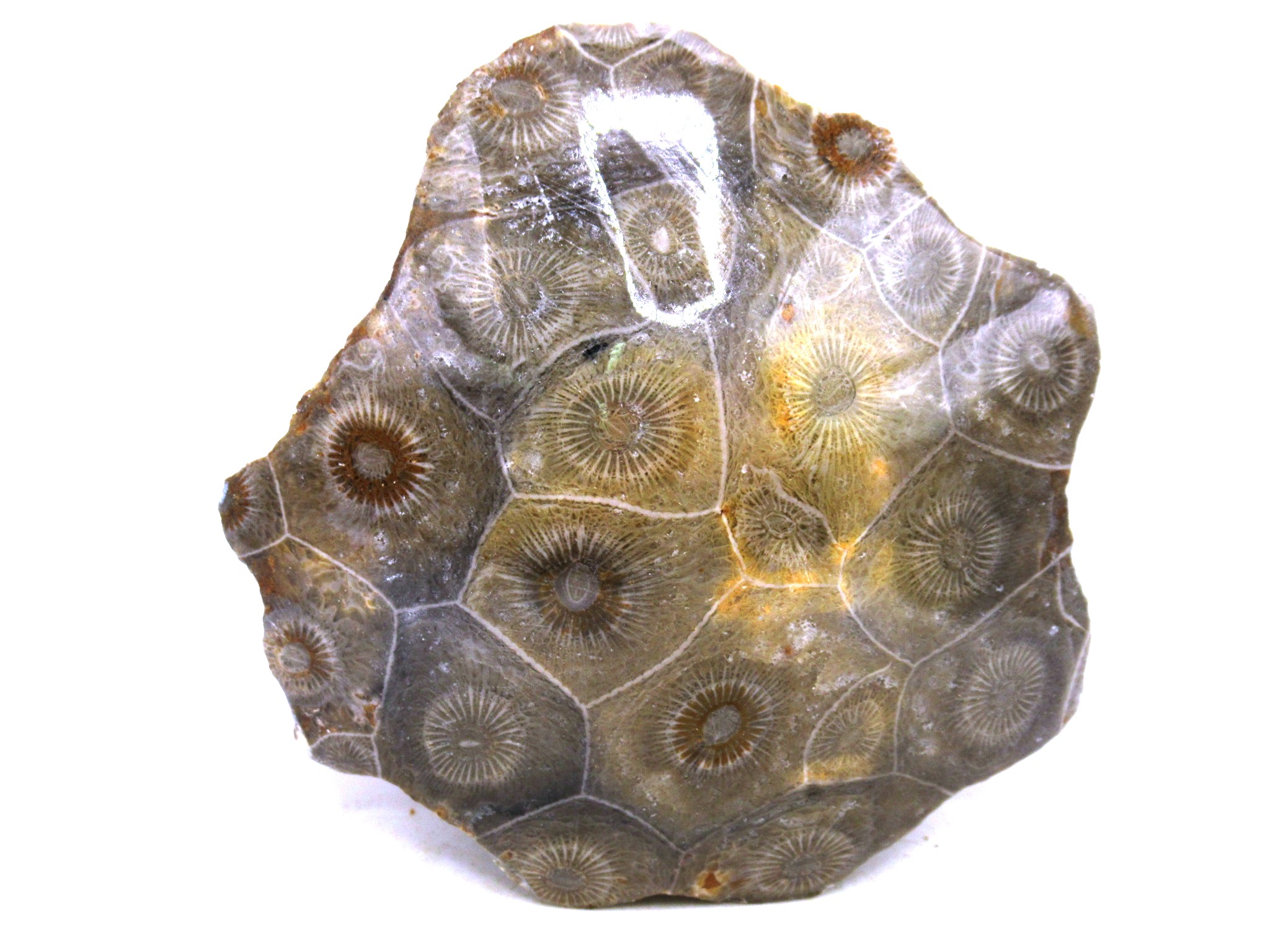 morocco carboniferous actinocyathus rugose coral 41 | Fossils for Sale General Carboniferous Age Actinocyathus Rugose Fossils from Morocco for Sale #41