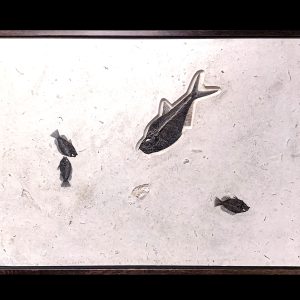 Diplomystus Fish Eocene Age Green River Formation, Wyoming #32