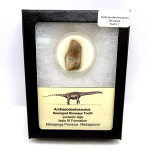 Archaeodontosaurus Sauropod Dinosaur Tooth 1 | Fossils for Sale General Jurassic Age Archaeodontosaurus Sauropod Dinosaur Tooth Fossils For Sale From Madagascar #1