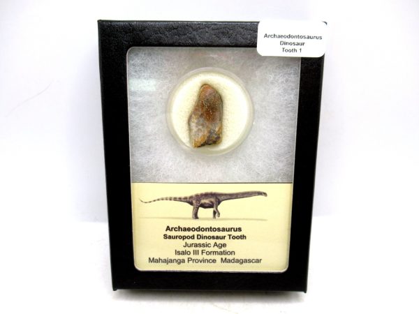 Archaeodontosaurus Sauropod Dinosaur Tooth 1 | Fossils for Sale General Jurassic Age Archaeodontosaurus Sauropod Dinosaur Tooth Fossils For Sale From Madagascar #1
