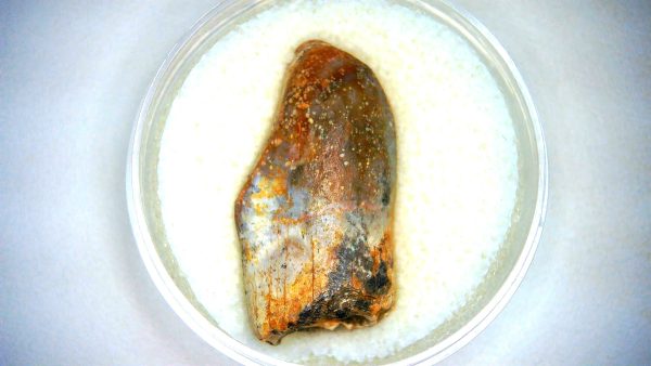 Archaeodontosaurus Sauropod Dinosaur Tooth 1a | Fossils for Sale General Jurassic Age Archaeodontosaurus Sauropod Dinosaur Tooth Fossils For Sale From Madagascar #1a
