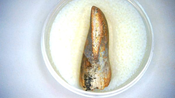 Archaeodontosaurus Sauropod Dinosaur Tooth 1b | Fossils for Sale General Jurassic Age Archaeodontosaurus Sauropod Dinosaur Tooth Fossils For Sale From Madagascar #1b
