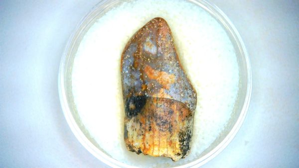 Archaeodontosaurus Sauropod Dinosaur Tooth 1c | Fossils for Sale General Jurassic Age Archaeodontosaurus Sauropod Dinosaur Tooth Fossils For Sale From Madagascar #1c