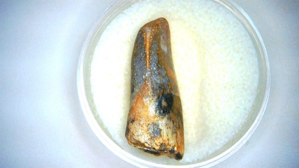 Archaeodontosaurus Sauropod Dinosaur Tooth 1d | Fossils for Sale General Jurassic Age Archaeodontosaurus Sauropod Dinosaur Tooth Fossils For Sale From Madagascar #1d