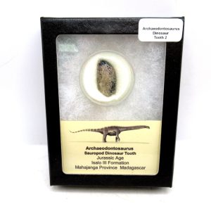 Archaeodontosaurus Sauropod Dinosaur Tooth 2 | Fossils for Sale General Jurassic Age Archaeodontosaurus Sauropod Dinosaur Tooth Fossils For Sale From Madagascar #2
