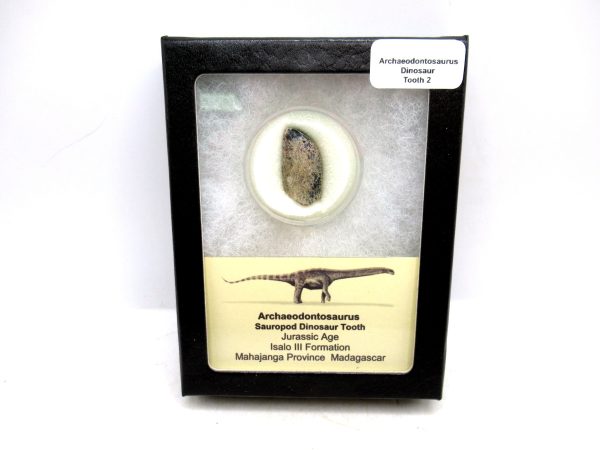 Archaeodontosaurus Sauropod Dinosaur Tooth 2 | Fossils for Sale General Jurassic Age Archaeodontosaurus Sauropod Dinosaur Tooth Fossils For Sale From Madagascar #2