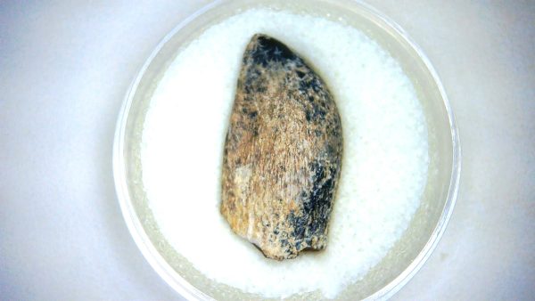 Archaeodontosaurus Sauropod Dinosaur Tooth 2a | Fossils for Sale General Jurassic Age Archaeodontosaurus Sauropod Dinosaur Tooth Fossils For Sale From Madagascar #2a