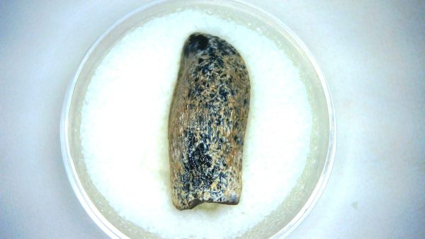 Archaeodontosaurus Sauropod Dinosaur Tooth 2b | Fossils for Sale General Jurassic Age Archaeodontosaurus Sauropod Dinosaur Tooth Fossils For Sale From Madagascar #2b