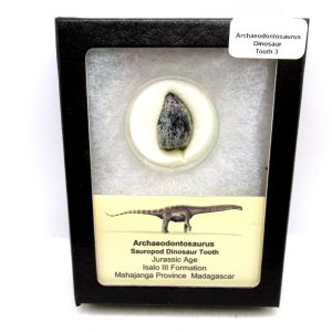 Archaeodontosaurus Sauropod Dinosaur Tooth 3 | Fossils for Sale General Jurassic Age Archaeodontosaurus Sauropod Dinosaur Tooth Fossils For Sale From Madagascar #3