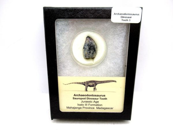 Archaeodontosaurus Sauropod Dinosaur Tooth 3 | Fossils for Sale General Jurassic Age Archaeodontosaurus Sauropod Dinosaur Tooth Fossils For Sale From Madagascar #3