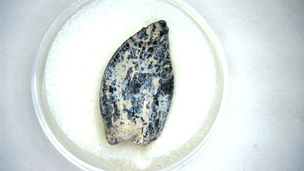 Archaeodontosaurus Sauropod Dinosaur Tooth 3c | Fossils for Sale General Jurassic Age Archaeodontosaurus Sauropod Dinosaur Tooth Fossils For Sale From Madagascar #3c