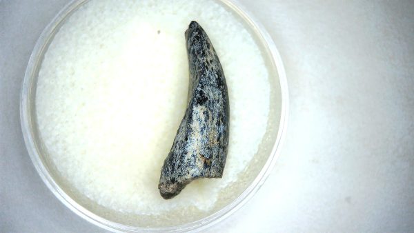 Archaeodontosaurus Sauropod Dinosaur Tooth 3d | Fossils for Sale General Jurassic Age Archaeodontosaurus Sauropod Dinosaur Tooth Fossils For Sale From Madagascar #3d