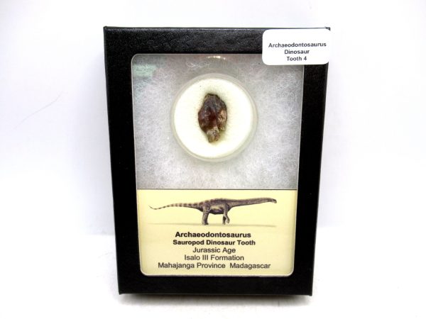 Archaeodontosaurus Sauropod Dinosaur Tooth 4 | Fossils for Sale General Jurassic Age Archaeodontosaurus Sauropod Dinosaur Tooth Fossils For Sale From Madagascar #4