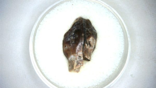 Archaeodontosaurus Sauropod Dinosaur Tooth 4a | Fossils for Sale General Jurassic Age Archaeodontosaurus Sauropod Dinosaur Tooth Fossils For Sale From Madagascar #4a