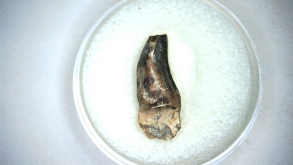 Archaeodontosaurus Sauropod Dinosaur Tooth 4b | Fossils for Sale General Jurassic Age Archaeodontosaurus Sauropod Dinosaur Tooth Fossils For Sale From Madagascar #4b