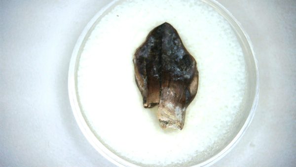 Archaeodontosaurus Sauropod Dinosaur Tooth 4c | Fossils for Sale General Jurassic Age Archaeodontosaurus Sauropod Dinosaur Tooth Fossils For Sale From Madagascar #4c