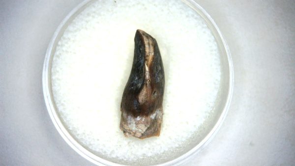 Archaeodontosaurus Sauropod Dinosaur Tooth 4d | Fossils for Sale General Jurassic Age Archaeodontosaurus Sauropod Dinosaur Tooth Fossils For Sale From Madagascar #4d
