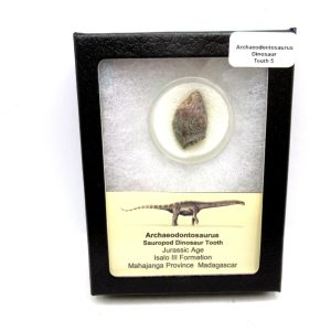 Archaeodontosaurus Sauropod Dinosaur Tooth 5 | Fossils for Sale General Jurassic Age Archaeodontosaurus Sauropod Dinosaur Tooth Fossils For Sale From Madagascar #5