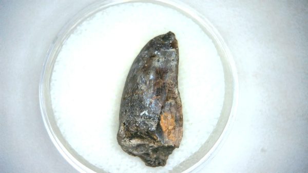 Archaeodontosaurus Sauropod Dinosaur Tooth 5b | Fossils for Sale General Jurassic Age Archaeodontosaurus Sauropod Dinosaur Tooth Fossils For Sale From Madagascar #5b