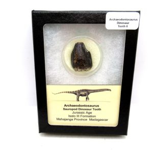 Archaeodontosaurus Sauropod Dinosaur Tooth 6 | Fossils for Sale General Jurassic Age Archaeodontosaurus Sauropod Dinosaur Tooth Fossils For Sale From Madagascar #6