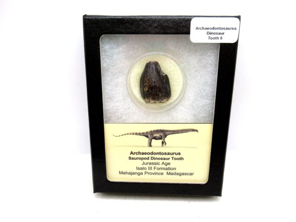 Archaeodontosaurus Sauropod Dinosaur Tooth 6 | Fossils for Sale General Jurassic Age Archaeodontosaurus Sauropod Dinosaur Tooth Fossils For Sale From Madagascar #6