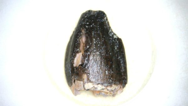Archaeodontosaurus Sauropod Dinosaur Tooth 6a | Fossils for Sale General Jurassic Age Archaeodontosaurus Sauropod Dinosaur Tooth Fossils For Sale From Madagascar #6a