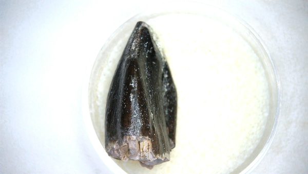 Archaeodontosaurus Sauropod Dinosaur Tooth 6b | Fossils for Sale General Jurassic Age Archaeodontosaurus Sauropod Dinosaur Tooth Fossils For Sale From Madagascar #6b