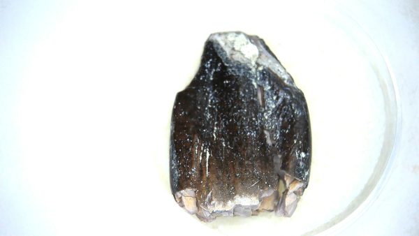 Archaeodontosaurus Sauropod Dinosaur Tooth 6c | Fossils for Sale General Jurassic Age Archaeodontosaurus Sauropod Dinosaur Tooth Fossils For Sale From Madagascar #6c