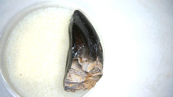 Archaeodontosaurus Sauropod Dinosaur Tooth 6d | Fossils for Sale General Jurassic Age Archaeodontosaurus Sauropod Dinosaur Tooth Fossils For Sale From Madagascar #6d