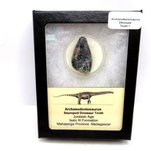 Archaeodontosaurus Sauropod Dinosaur Tooth 7 | Fossils for Sale General Jurassic Age Archaeodontosaurus Sauropod Dinosaur Tooth Fossils For Sale From Madagascar #7