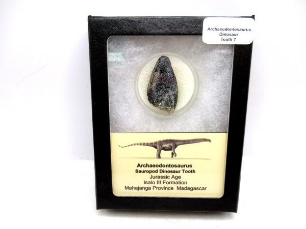 Archaeodontosaurus Sauropod Dinosaur Tooth 7 | Fossils for Sale General Jurassic Age Archaeodontosaurus Sauropod Dinosaur Tooth Fossils For Sale From Madagascar #7