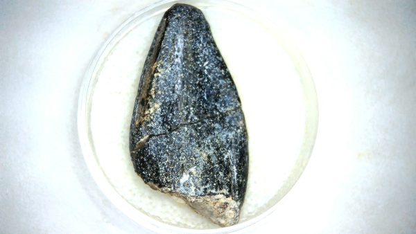 Archaeodontosaurus Sauropod Dinosaur Tooth 7a | Fossils for Sale General Jurassic Age Archaeodontosaurus Sauropod Dinosaur Tooth Fossils For Sale From Madagascar #7a