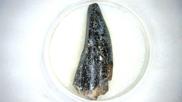 Archaeodontosaurus Sauropod Dinosaur Tooth 7b | Fossils for Sale General Jurassic Age Archaeodontosaurus Sauropod Dinosaur Tooth Fossils For Sale From Madagascar #7b