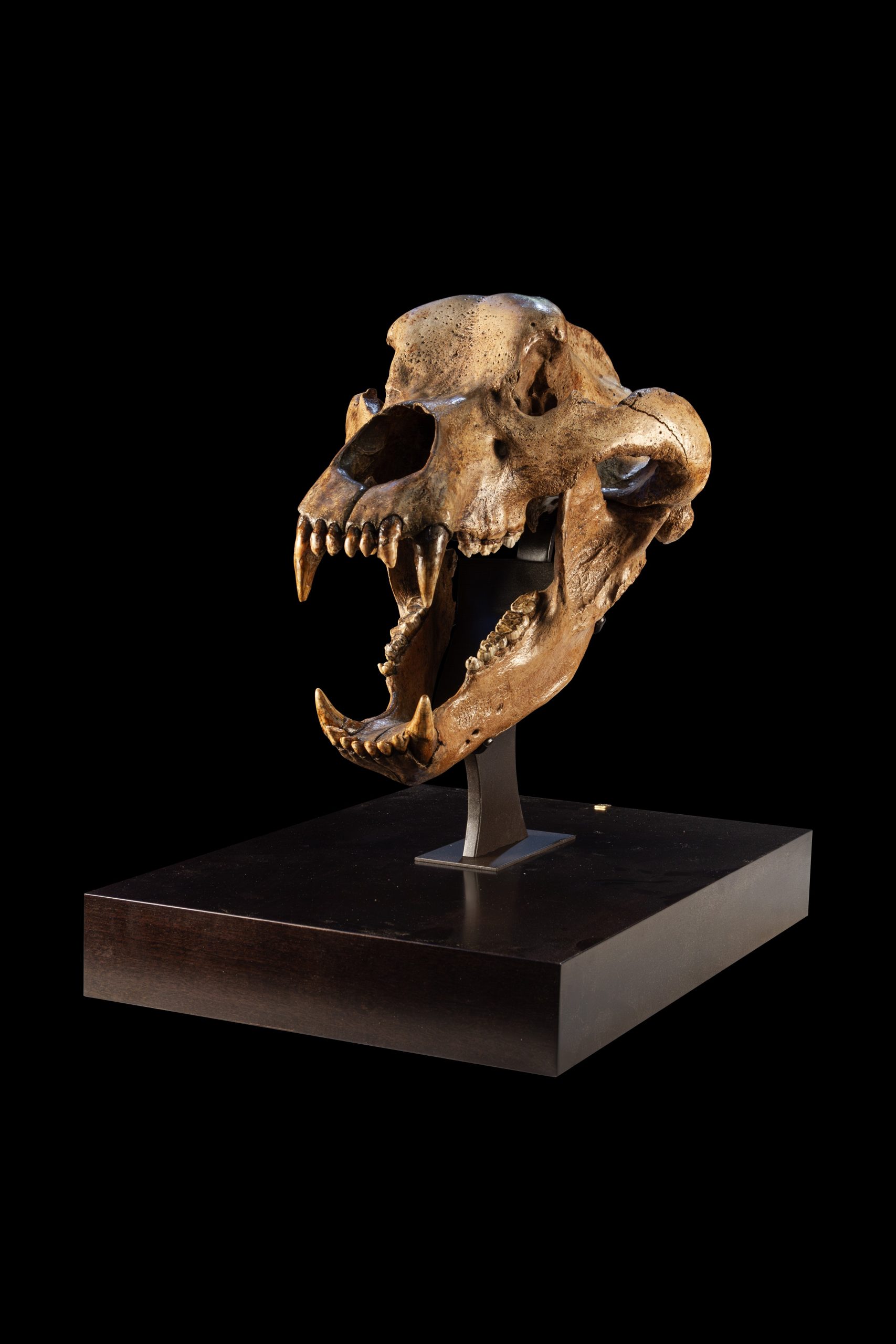 Austrian Pleistocene Ursus spelaeus Cave Bear Skull 2 | Fossils for Sale