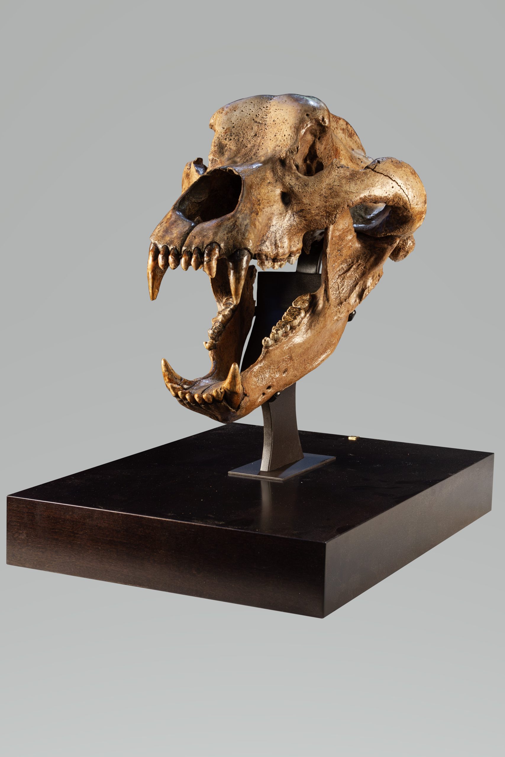 Austrian Pleistocene Ursus spelaeus Cave Bear Skull 2a | Fossils for Sale