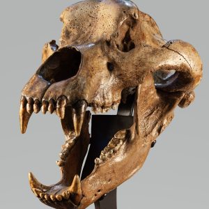Genuine Pleistocene Age Ursus spelaeus Cave Bear Skull Fossil for Sale from Austrian #2b