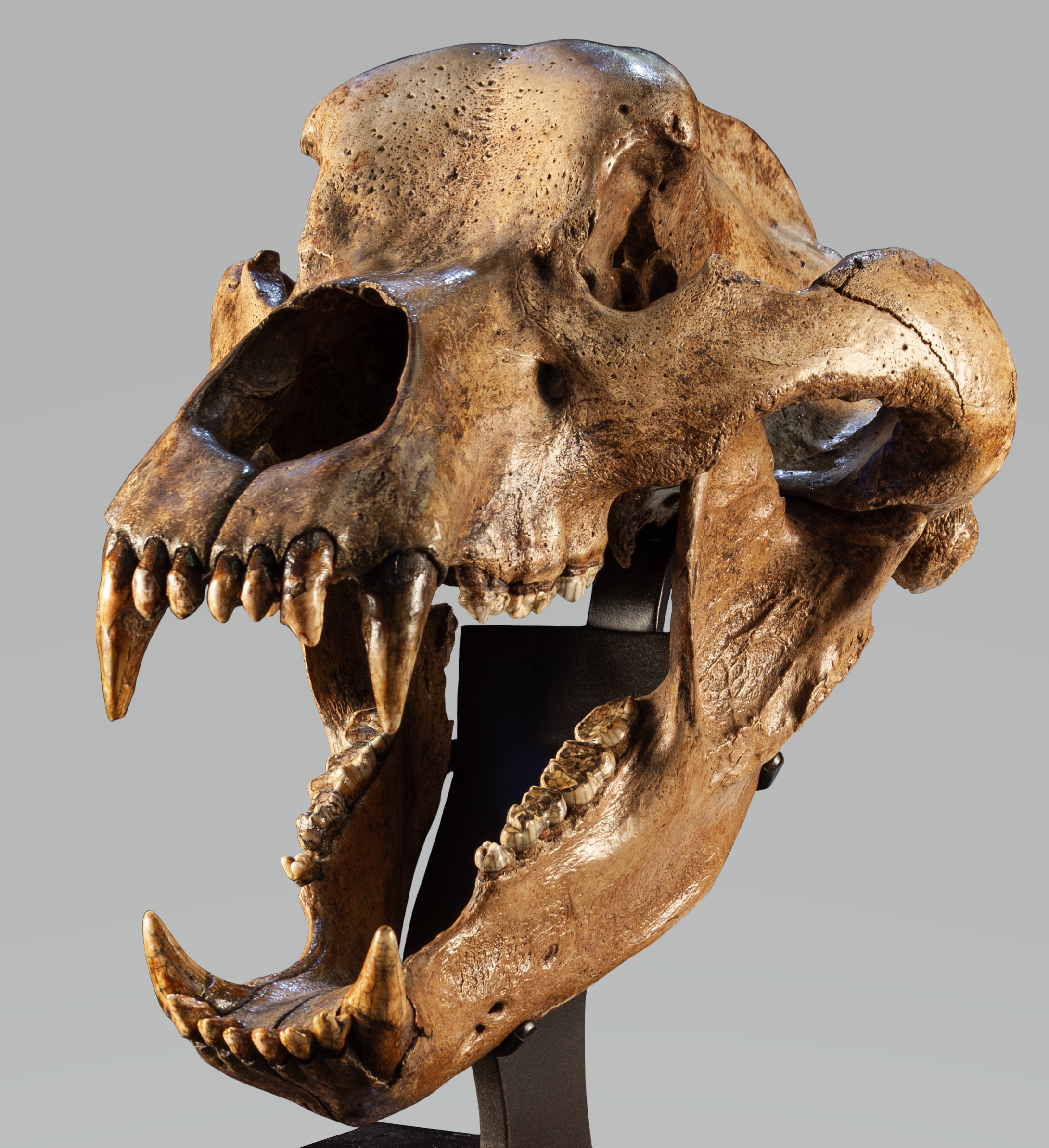 Austrian Pleistocene Ursus spelaeus Cave Bear Skull 2b | Fossils for Sale