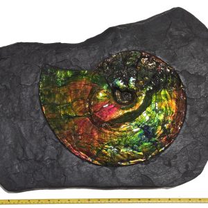 Gem Ammolite Ammonite For Sale from Alberta Canada #9