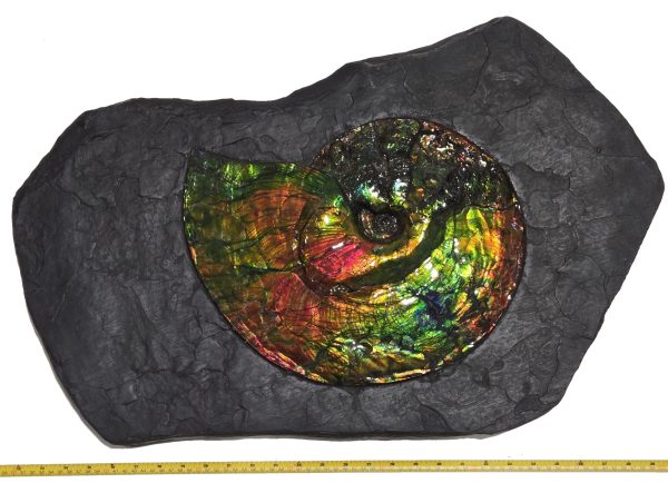 Canadian Gem Ammolite Ammonite 1735 | Fossils for Sale